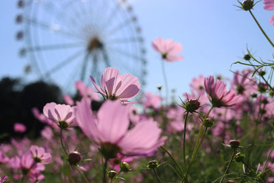 Close-up of pink flowering plants against sky