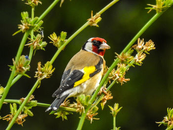 Close-up of bird perching on flower