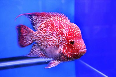 Close-up of fish underwater