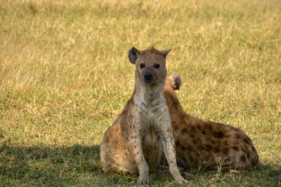 Hyenas resting in the shade. 