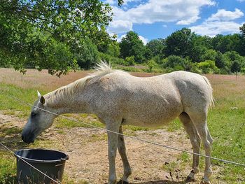 View of a horse on field