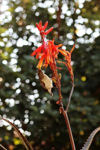 Low angle view of red flowering plant