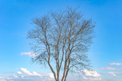 Low angle view of bare tree against blue sky