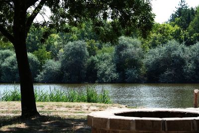 Trees by lake in forest