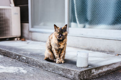 Portrait of stray cat sitting at sidewalk