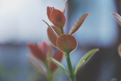 Close-up of flowering plant