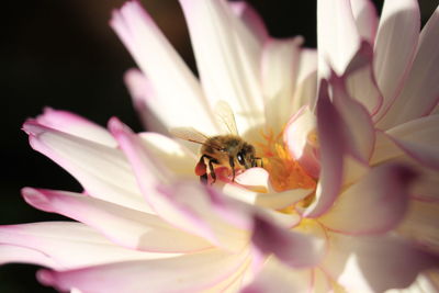 Close-up of bee pollinating on purple flower