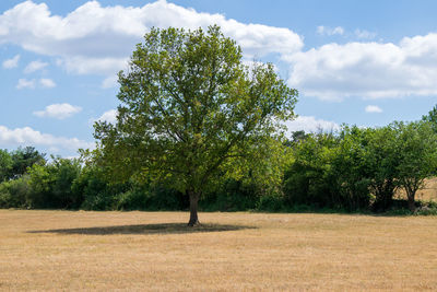 Trees on field against sky