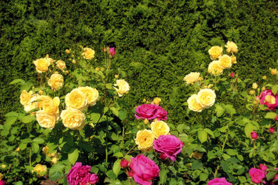 High angle view of multi colored roses on grass