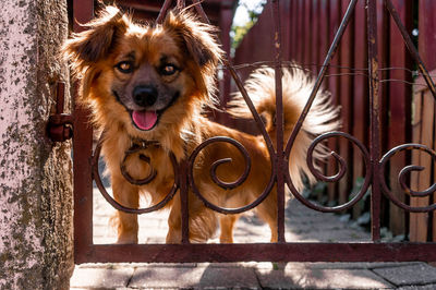 Portrait of dog by metal structure