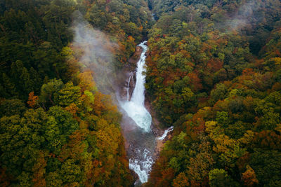 Scenic view of waterfall in forest