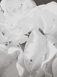 Close-up of white rose flower