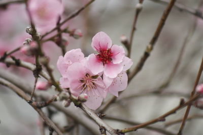 Close-up of pink cherry blossoms in spring