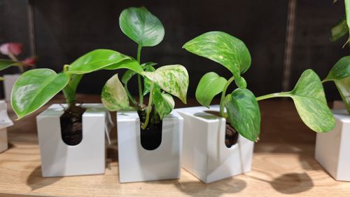 Close-up of potted plant