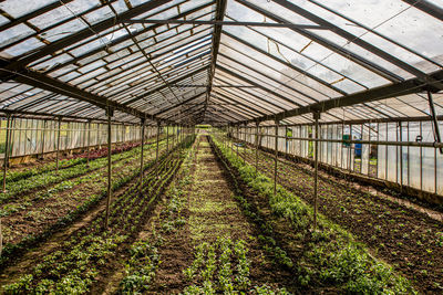 Plants growing in greenhouse