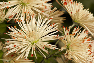 Close-up of white flowers blooming in park