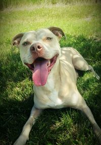 Close-up of dog resting on grassy field