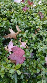 Plant growing on a tree