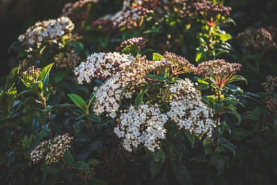 Close-up of flowering plant