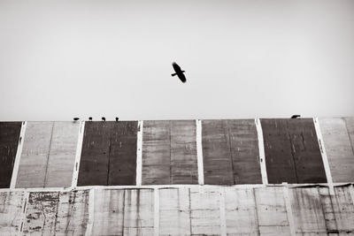 Low angle view of bird flying against clear sky