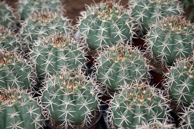 Full frame shot of cactus