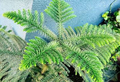 Plants growing on a tree