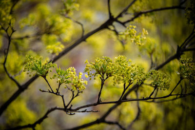 Close-up of yellow flowering plant