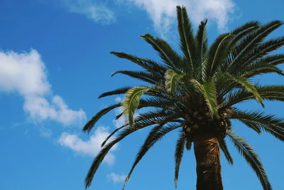 Low angle view of palm tree against sky