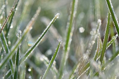 Close-up of wet grass growing on field