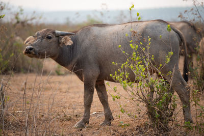 Elephant standing in a field