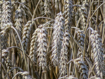 Close-up of wheat crops