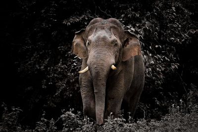 View of elephant in forest