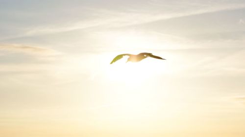 Low angle view of birds flying in sky