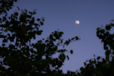 Low angle view of silhouette tree against sky at night