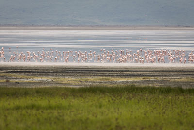 View of birds on land against the sky