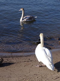 View of swans in calm water