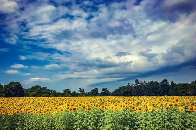 Scenic view of sunflower field against cloudy sky