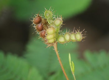 Close-up of flower buds