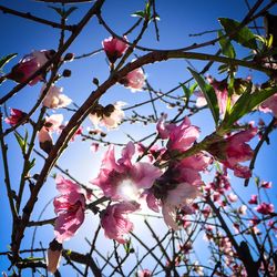 Low angle view of pink flowers blooming in park