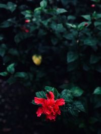 Close-up of red hibiscus flower