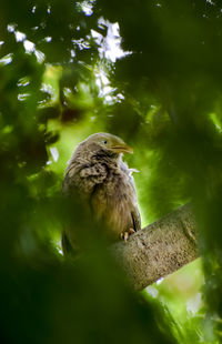 Close-up of bird perching on branch