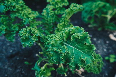 Close-up of fresh green plant