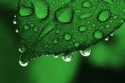 Macro shot of water drops on leaf