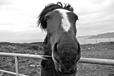 Close-up portrait of a horse in field