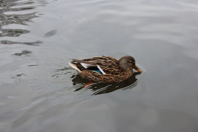 High angle view of mallard duck swimming in lake