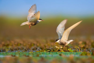 Bird flying over field