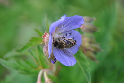 Close-up of bee pollinating on purple flower