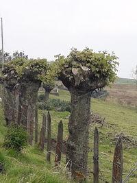 Trees on field against clear sky