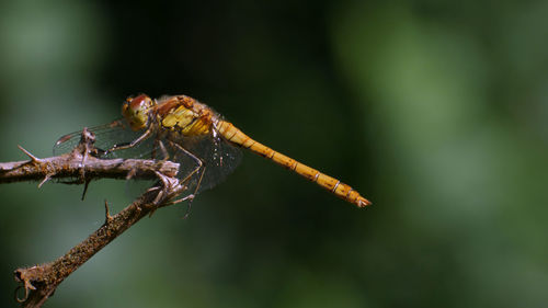 Close-up of dragonfly on plant