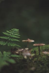 Close-up of plant growing on field